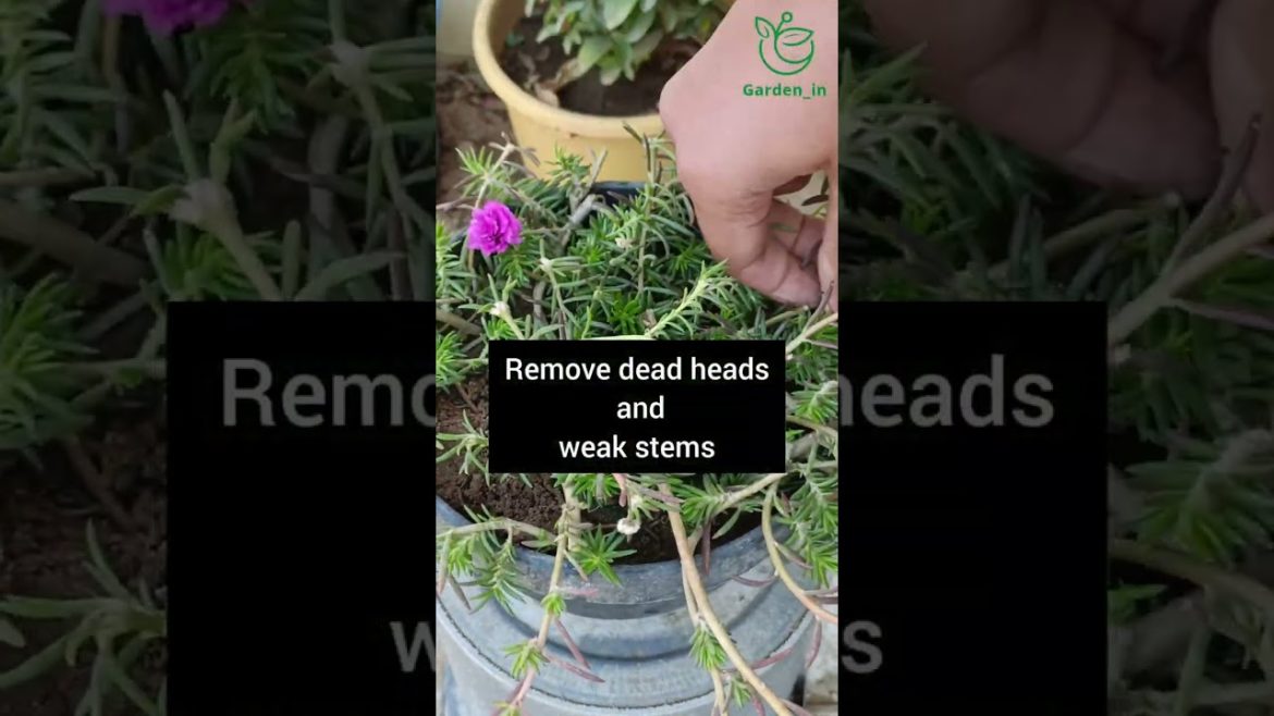 सर्दीयों में Portulaca के पौधे को कैसे बचाएं! | 3 tips to save the portulaca plant in winter #shorts सर्दीयों में Portulaca के पौधे को कैसे बचाएं! | 3 tips to save the portulaca plant in winter #shorts