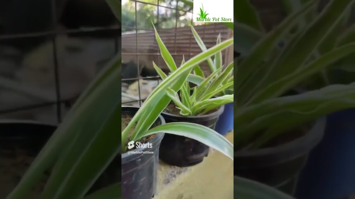 Marble Pot Store || Jodhpur || Spider Plant #shorts #garden #plants #creativity #diy #spiderplant