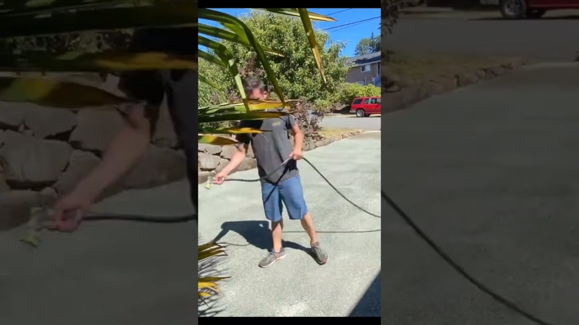 DIY Turf Yard #shorts