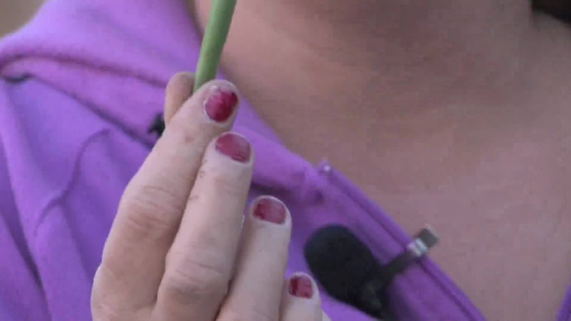 Gardening Tips : What Is a String Bean Plant?