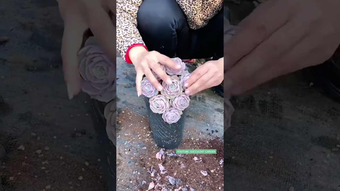 Succulent DIY ideas | 多肉植物 | 다육이들 | Suculentas