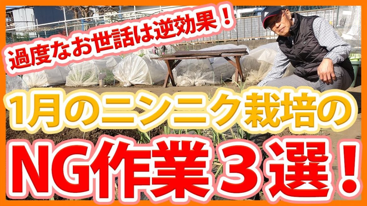 家庭菜園や農園のニンニク栽培で過度なお世話は逆効果！？ニンニクを弱らせる1月NG作業３選！【農家直伝】/Tips on what not to do in January to grow garlic