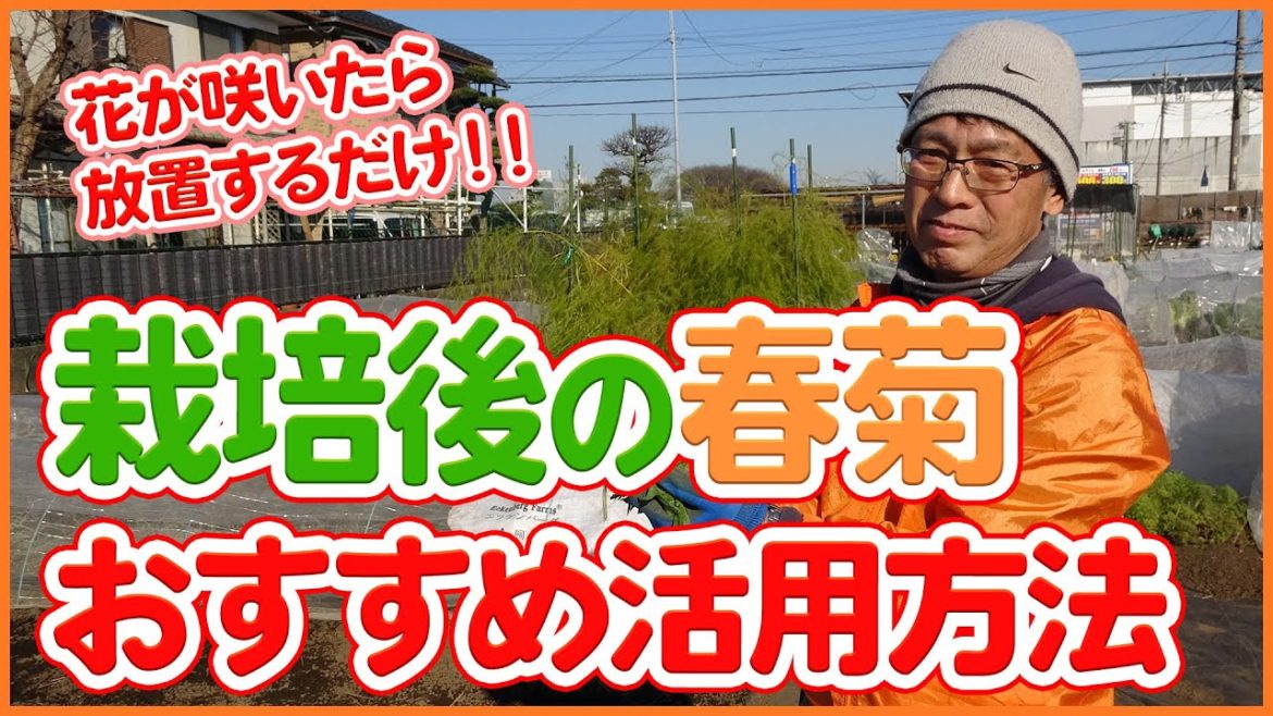 家庭菜園や農園の春菊栽培が終わったら!春菊の採種などおすすめ活用方法を徹底解説!/Tips for harvesting garland chrysanthemum for a long time. 家庭菜園や農園の春菊栽培が終わったら!春菊の採種などおすすめ活用方法を徹底解説!/Tips for harvesting garland chrysanthemum for a long time.