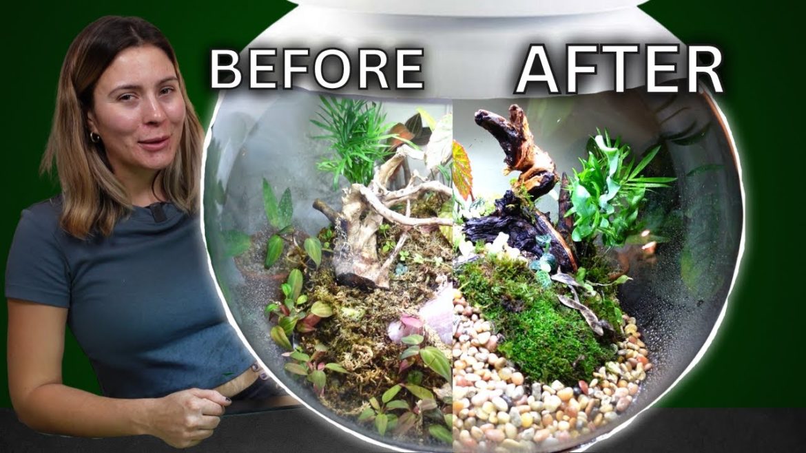 Biorb Plant Chores: UPGRADE From Messy Plants & Substrate Biorb Plant Chores: UPGRADE From Messy Plants & Substrate