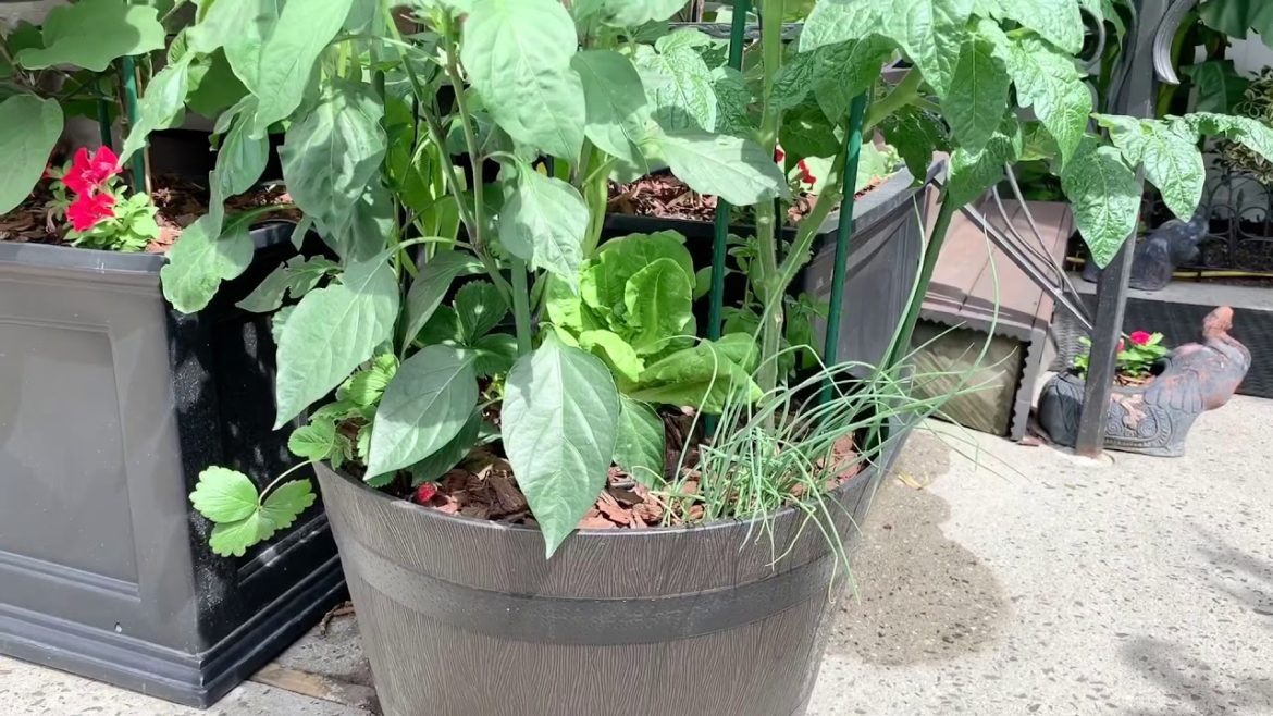 mini backyard garden update in planter pot