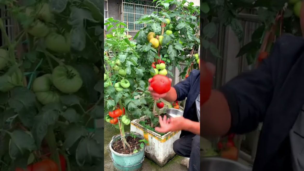 Rooftop vegetable garden harvest