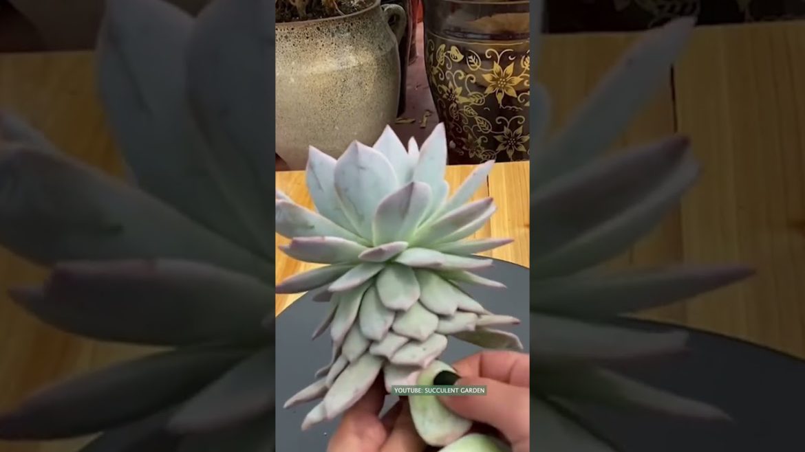 Tips for succulents | 多肉植物 | 다육이들 | Suculentas