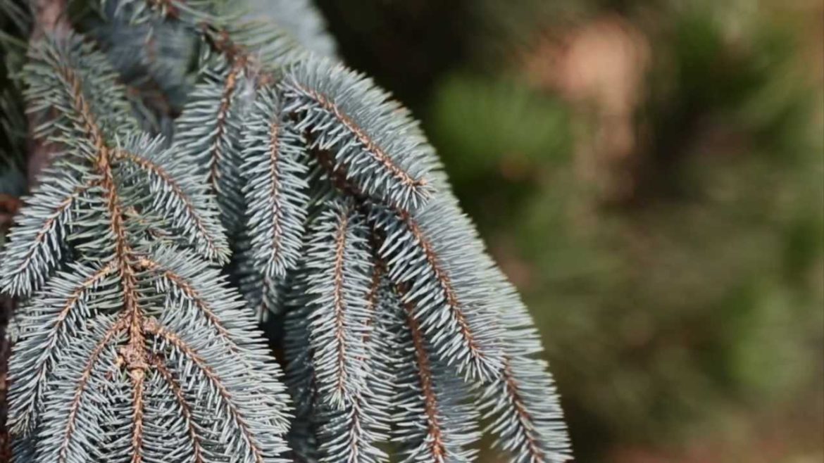 Home and Garden Landscape – Top Five Pine Trees Home and Garden Landscape - Top Five Pine Trees