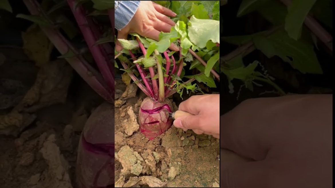 how to growing vegetable #natural #satisfying