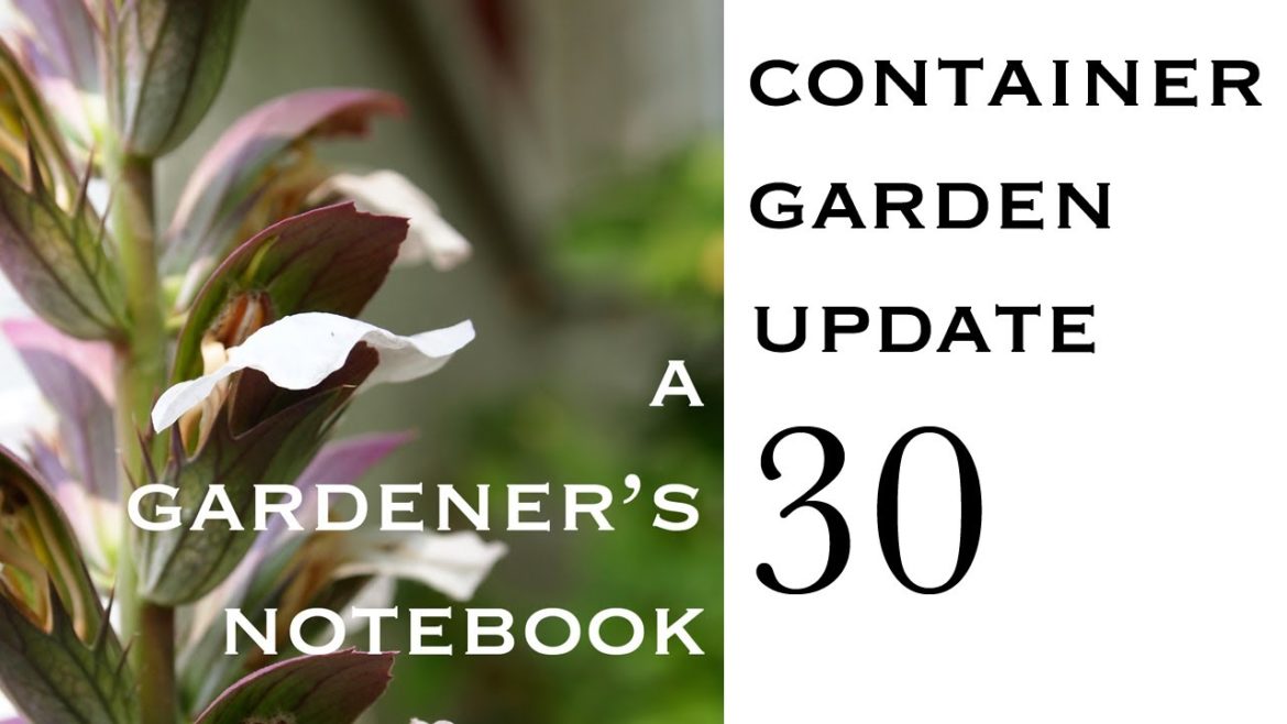 Container Garden Update 30: Pots on the bench are sprouting and growing! Container Garden Update 30: Pots on the bench are sprouting and growing!
