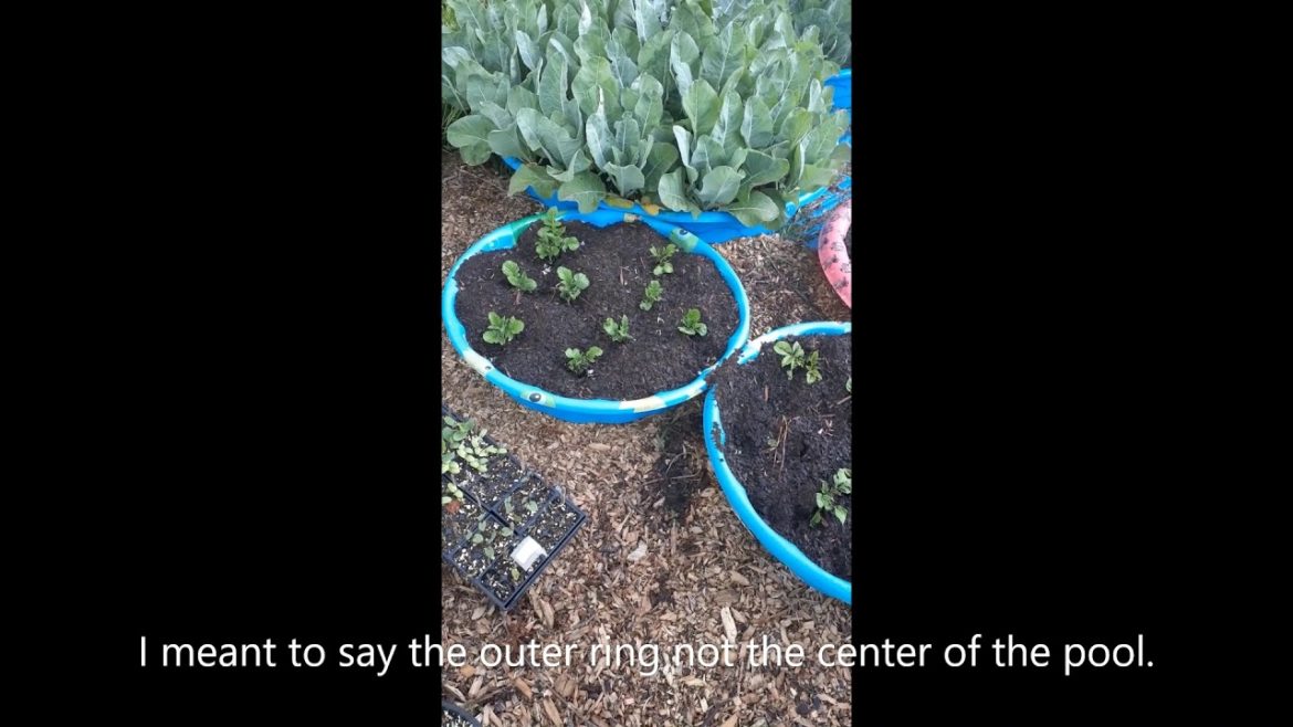 Container Garden Tour