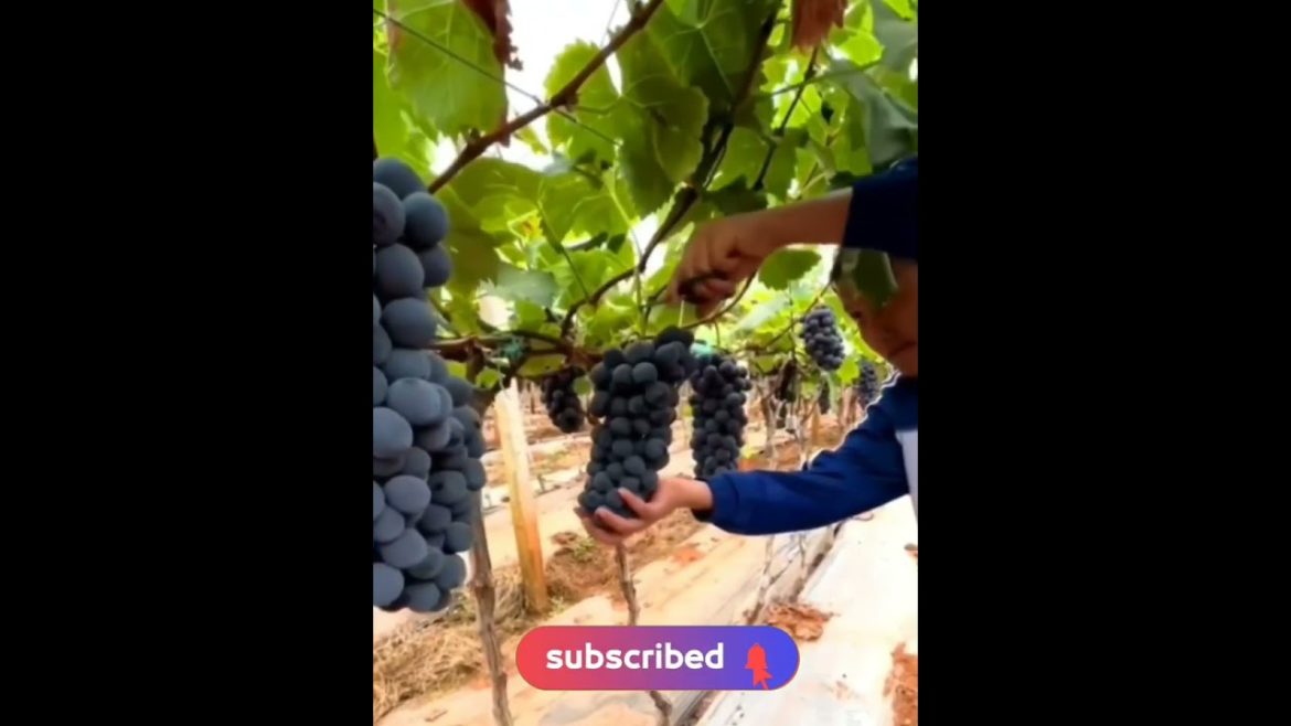 Blueberry farming #shorts #shortsfeed #gardening