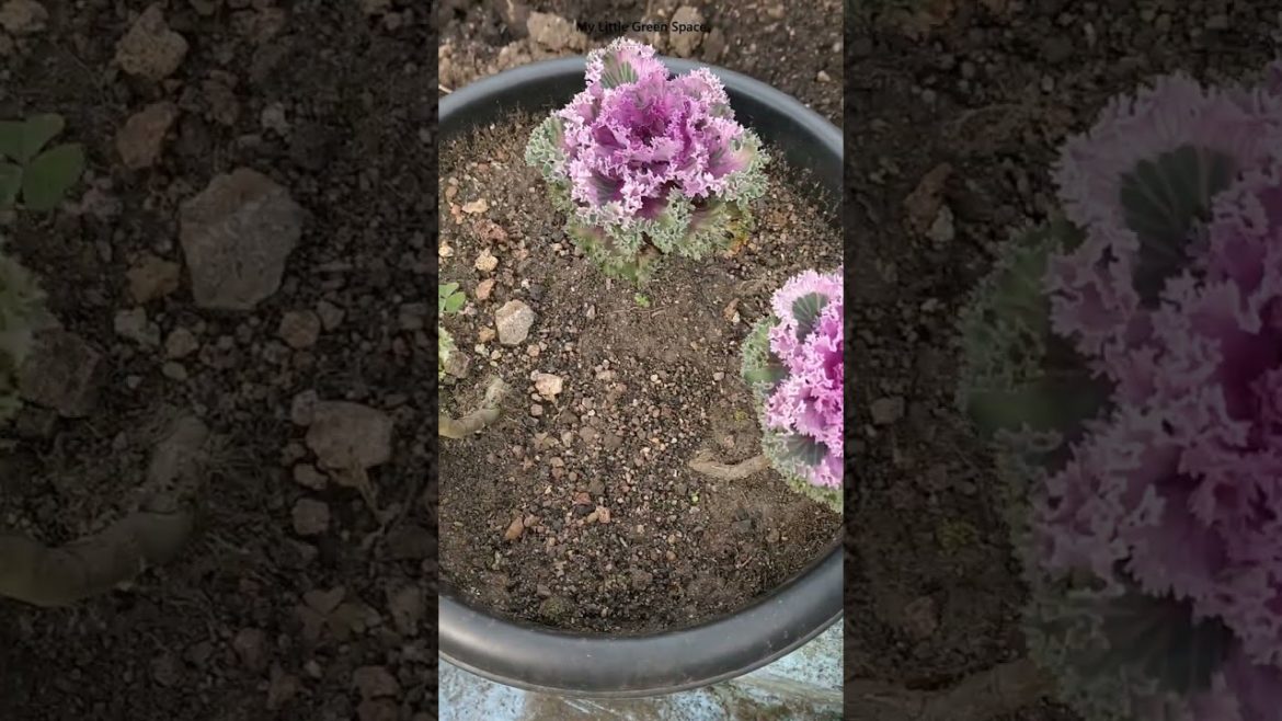 Comment the name of the plant | #shorts