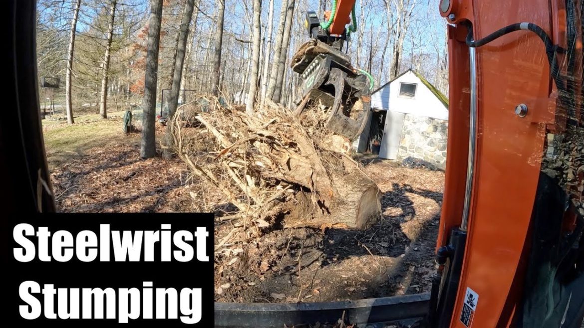 Buying a House and Clearing Some Trees! Buying a House and Clearing Some Trees!