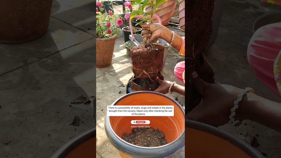 5 Tips For Saving Nursery Plants After Repotting|इस तरह करे रिपोटिंग| #ashasgardenstory#shorts 5 Tips For Saving Nursery Plants After Repotting|इस तरह करे रिपोटिंग| #ashasgardenstory#shorts