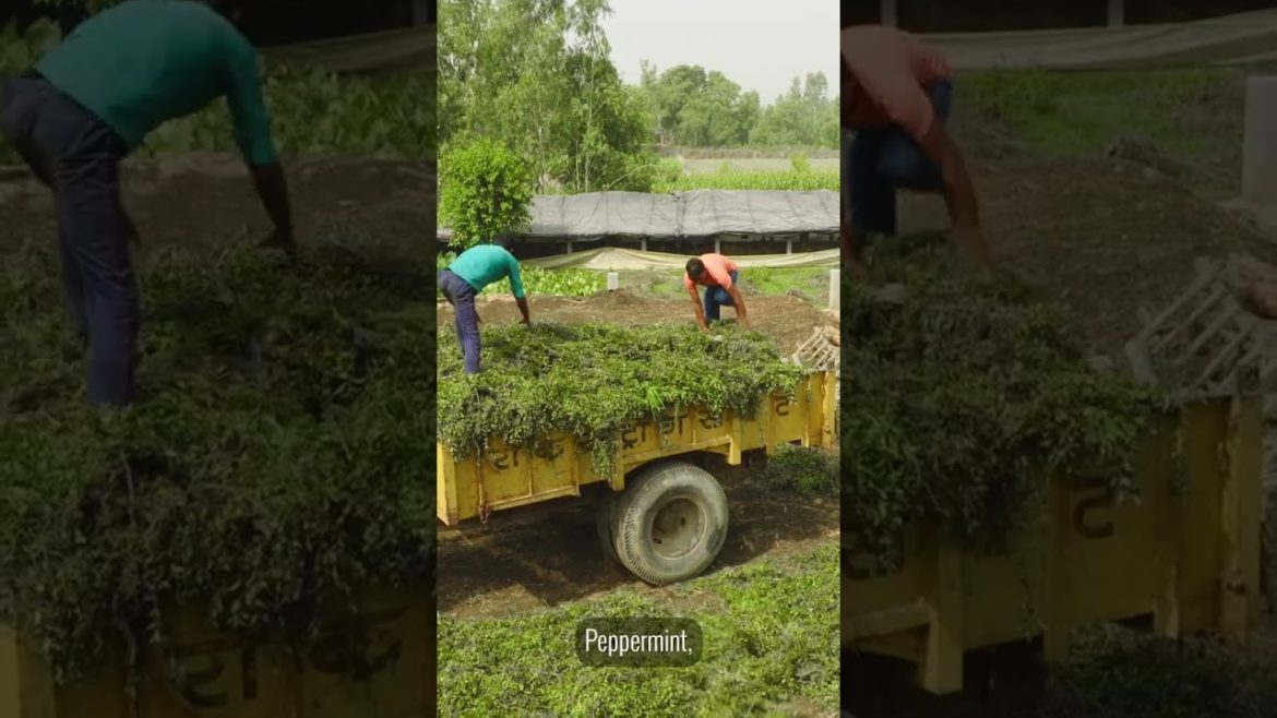 Discover how dōTERRA SuperMint is sourced