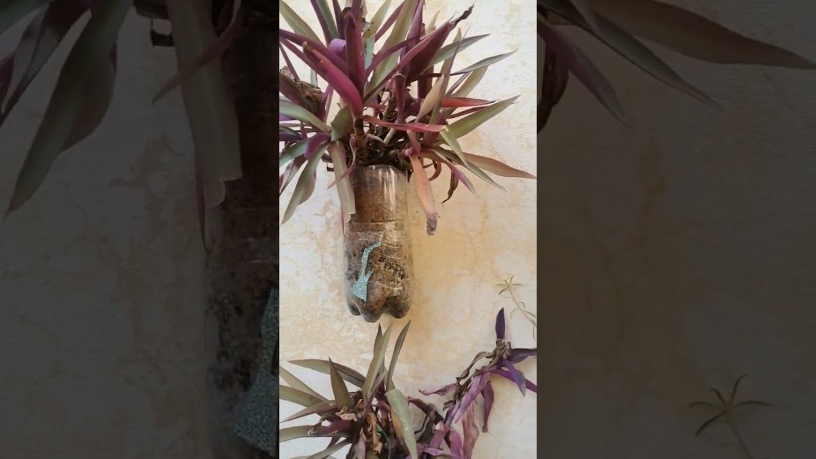 “Hanging Plant 🌲Choosing and Caring for Your New Indoor Garden” "Hanging Plant 🌲Choosing and Caring for Your New Indoor Garden"