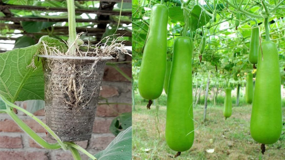 Super Fast Growing Gourd Saves Cost And High Yield