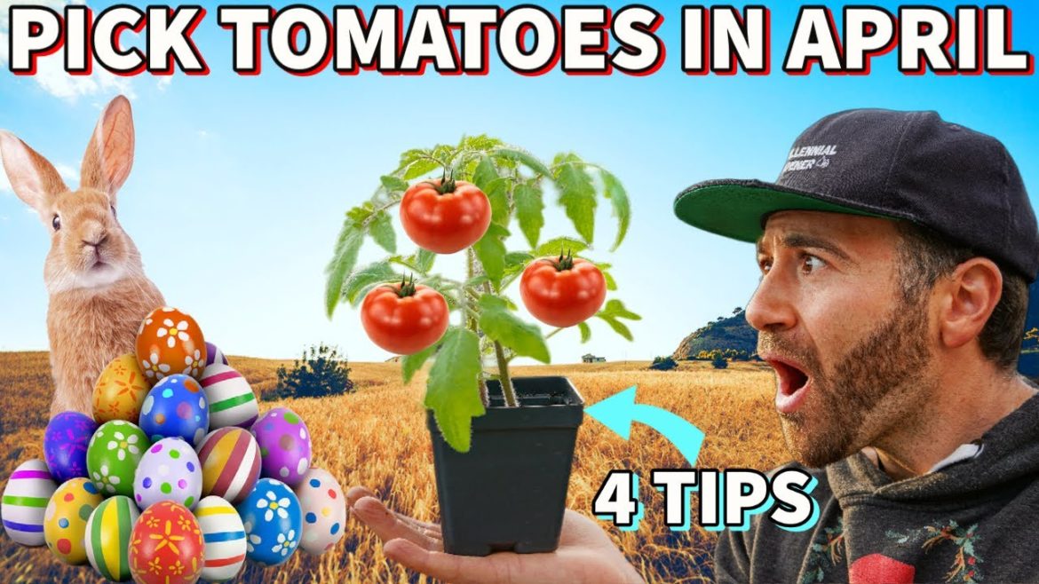 This SECRET WEAPON Will Have You Picking RIPE Tomatoes In APRIL!