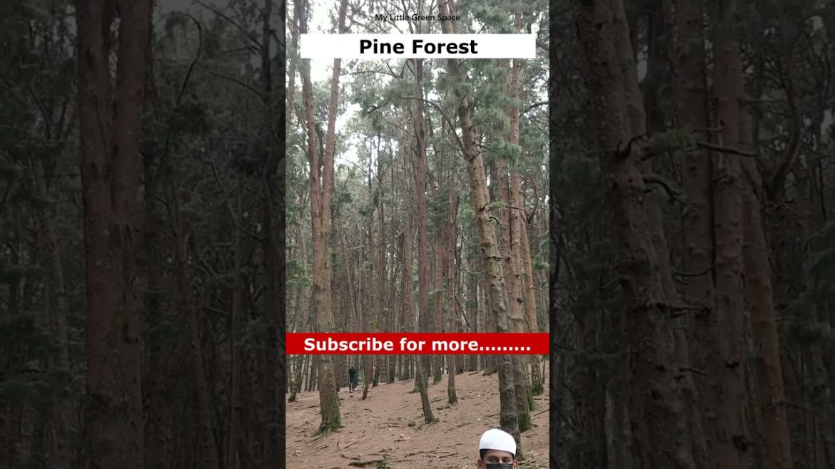 Pine forest | Kodaikanal | #shorts Pine forest | Kodaikanal | #shorts
