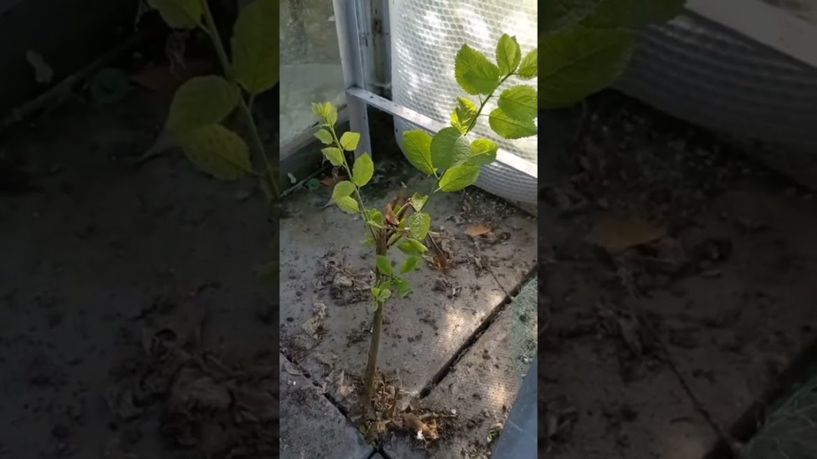 Plum tree invading my greenhouse - what can I do??  🤔🤔 #invasion #plum #plumtree #tree #trees #ga
