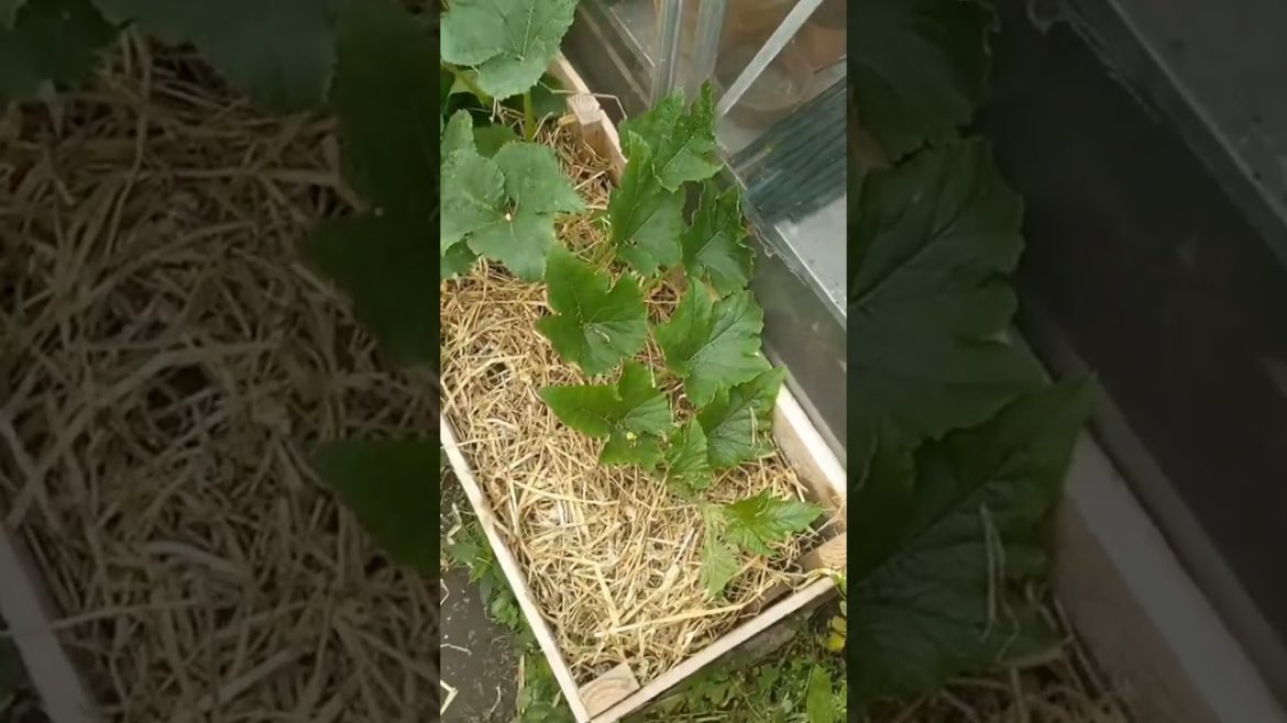 Priscilla update, she's grown so big😱 but a few worrying developments? 😓🎃 #pumpkin #pumpkinseaso