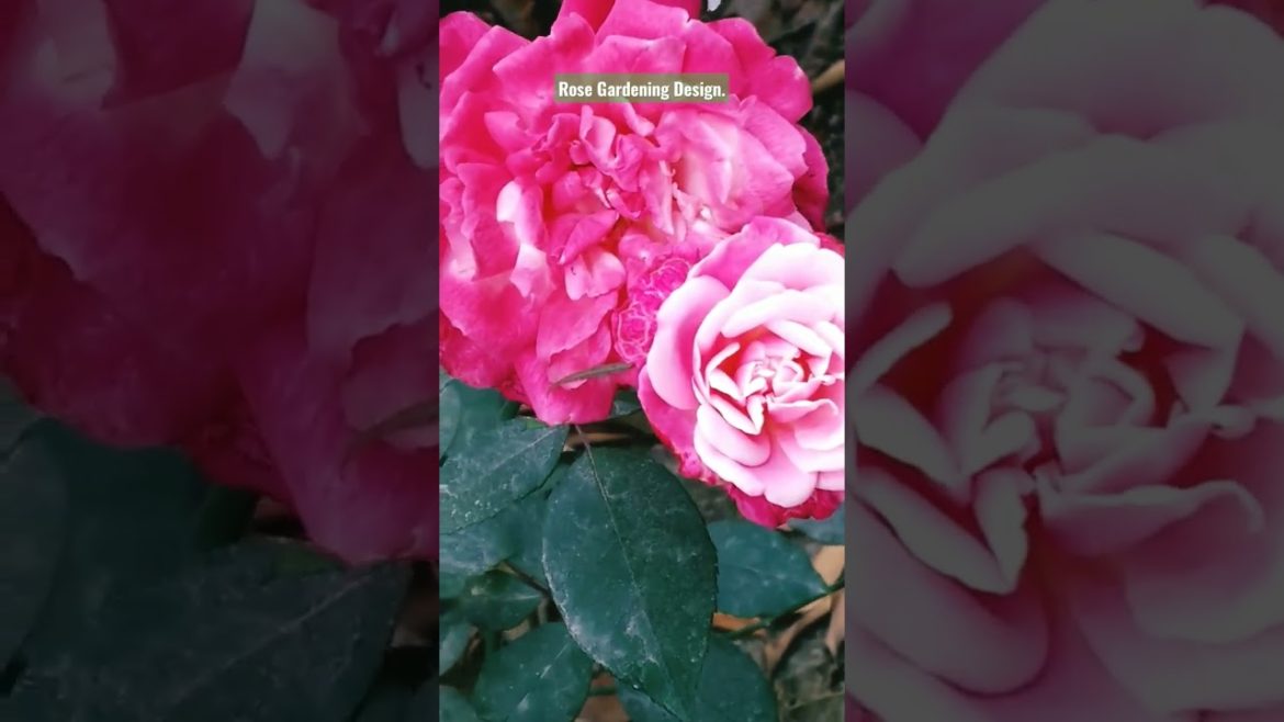 Rose Gardening Design. Rose decoration ideas. #viralvideo#viral #gardening#design #shorts