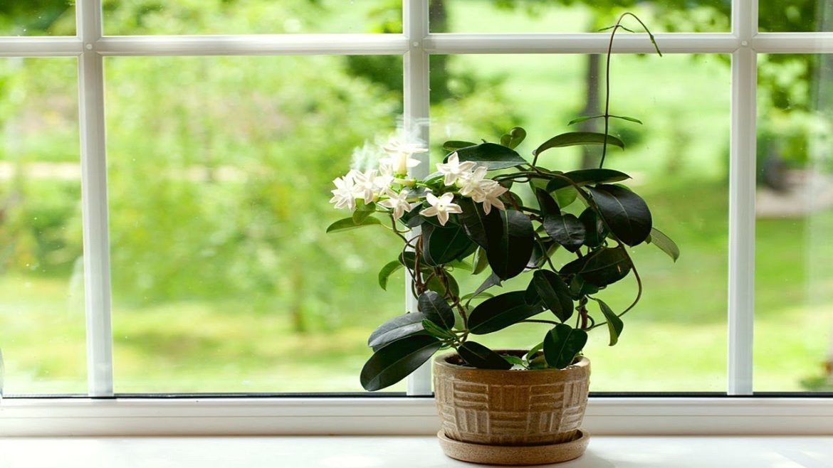 Grow Your Own Jasmine, And Your Home Will Always Smell Amazing – Gardening Tips Grow Your Own Jasmine, And Your Home Will Always Smell Amazing - Gardening Tips