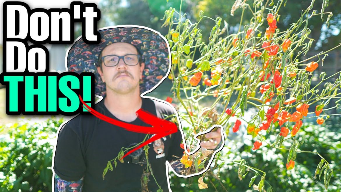 6 BEGINNER Pepper Growing Mistakes To AVOID | Beginner Gardening Tips!