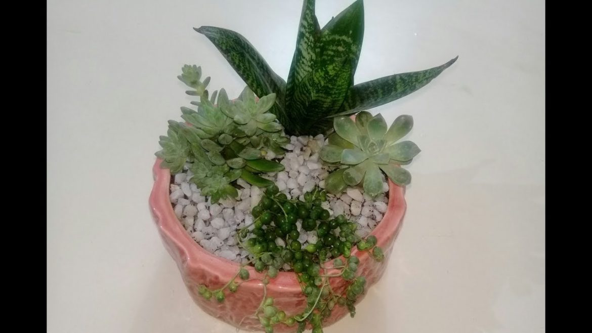 Succulent Garden  || Dish Garden || Container Garden Succulent Garden  || Dish Garden || Container Garden