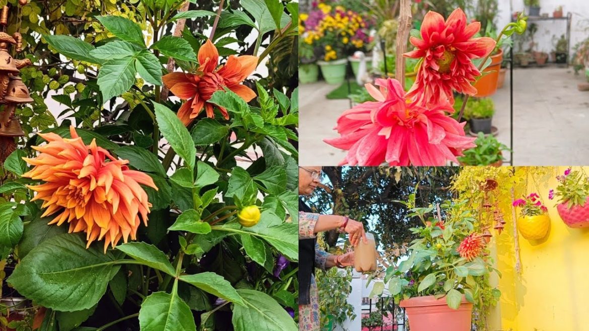 गमले मे लगे डहलिया से लगातार लंबे समय तक फूल ले 10 tips to get continuous dehlia flowers in pots गमले मे लगे डहलिया से लगातार लंबे समय तक फूल ले 10 tips to get continuous dehlia flowers in pots