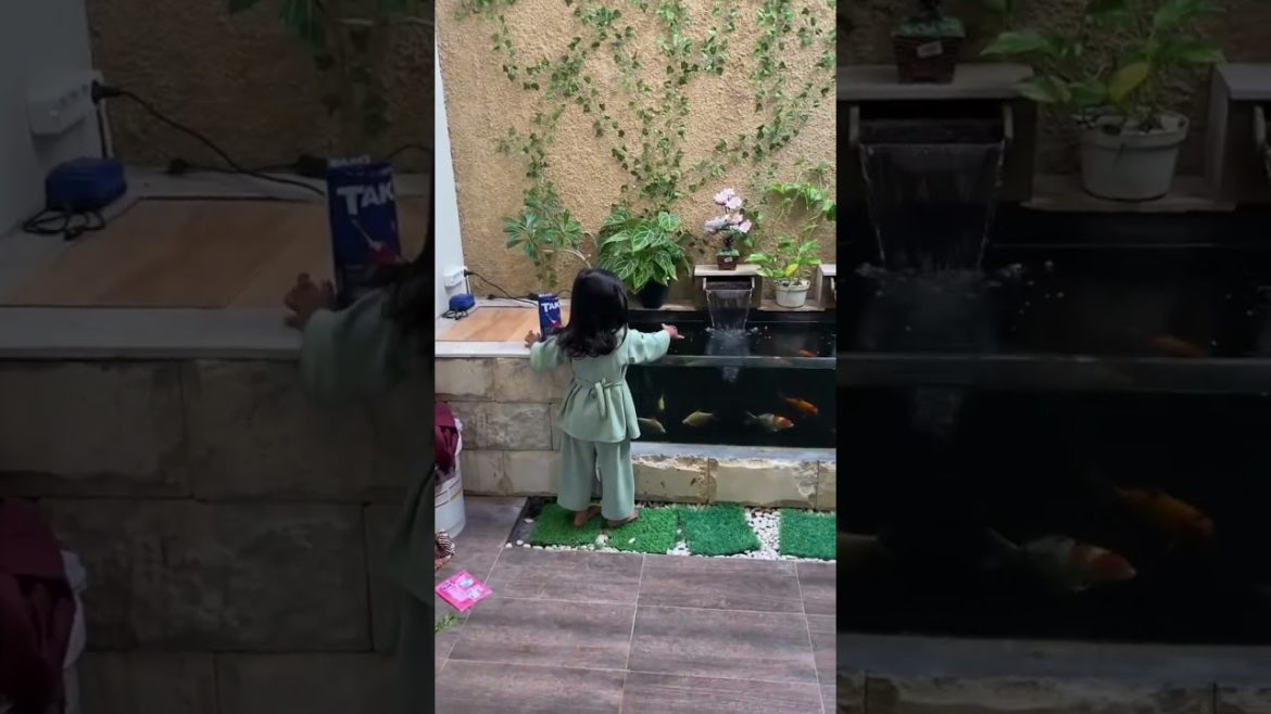 koi fish pond| Japanese koi| home decoration aquarium,| #aquarium #youtubeshorts #homedecor #sorts