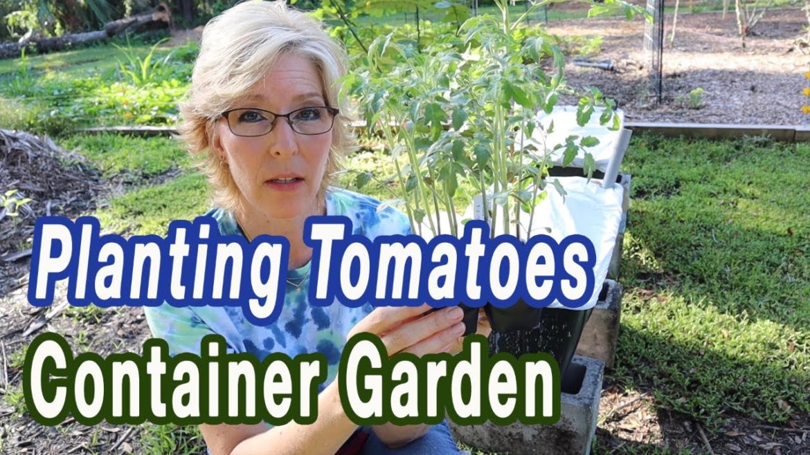 How To Plant Tomatoes - Container Garden