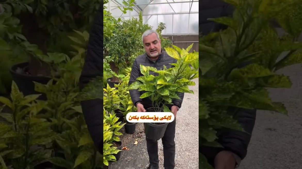 Aucuba japonica #foryou #fortnite #flowers