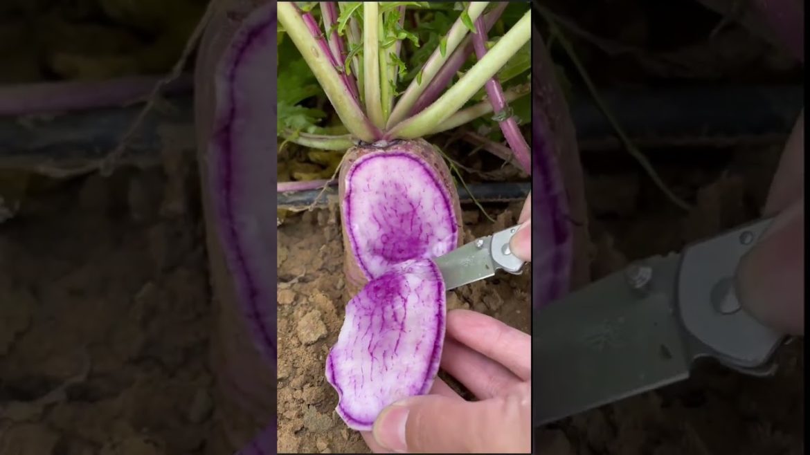 how to growing vegetable #natural #satisfying