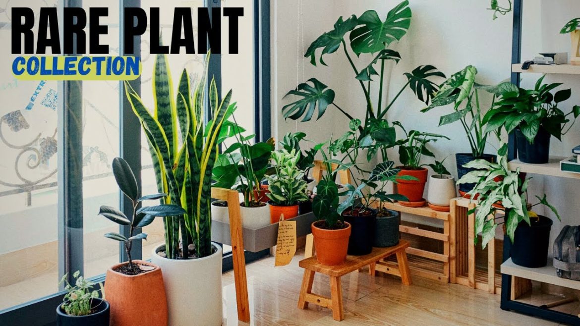 Rare Plant Collection Tour in Puja Nursery I Rare Indoor House Plant  I नेपाली Garden Tips