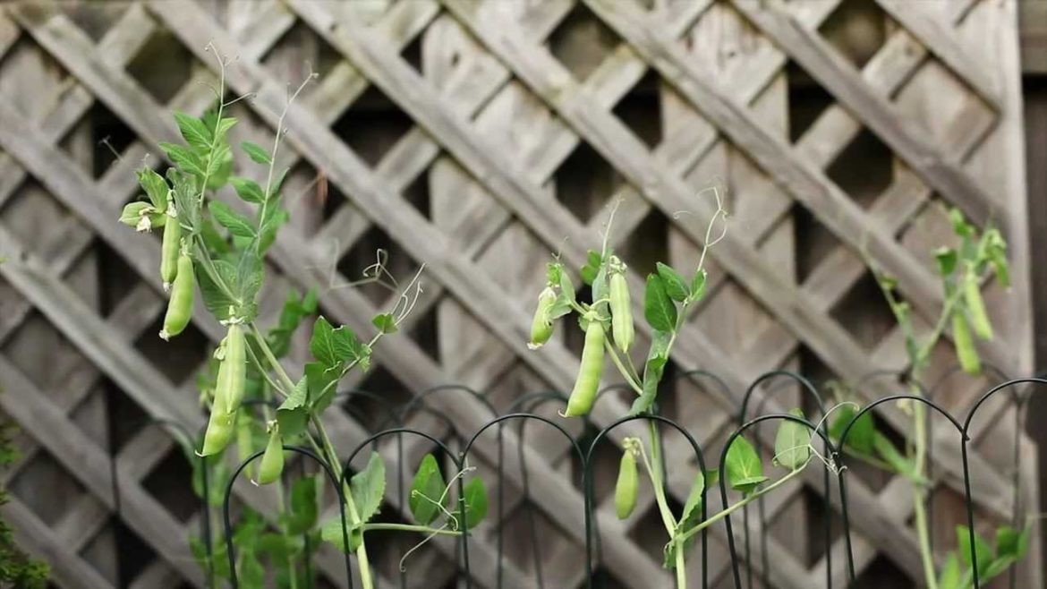 How to Backyard Garden
