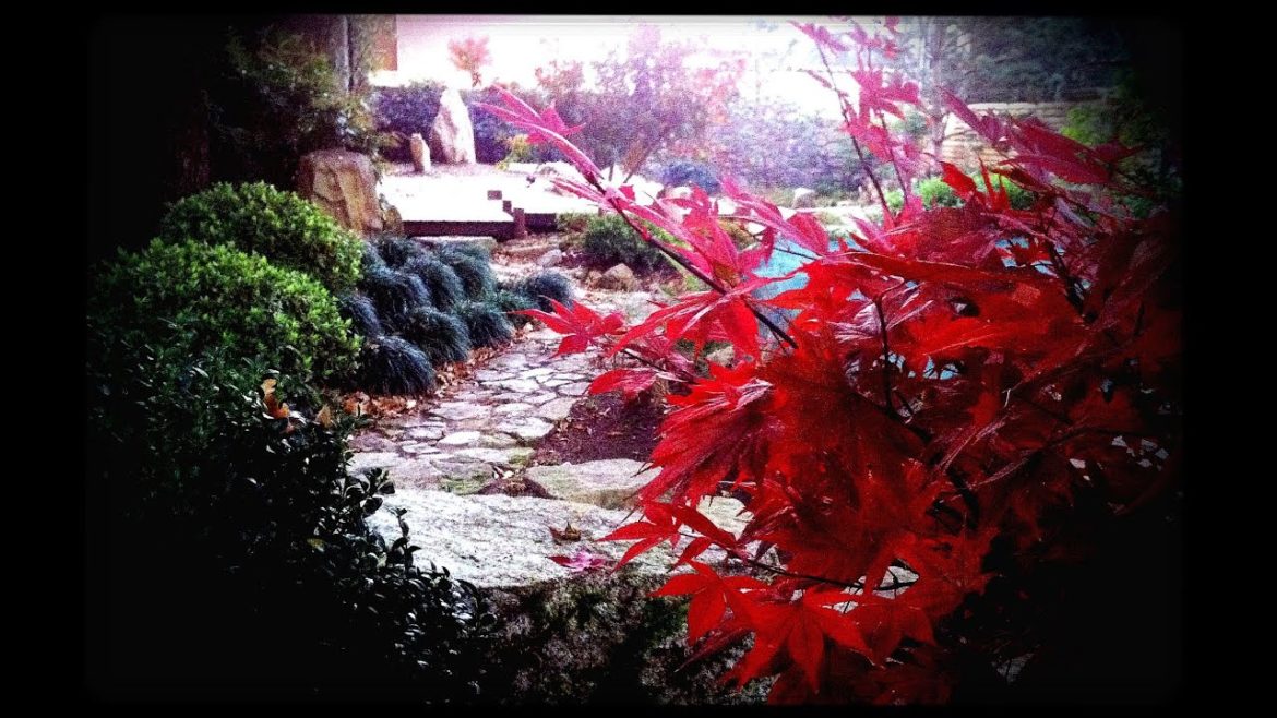 My Japanese Garden- Autumn 2013