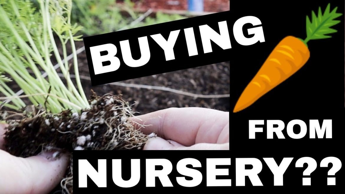 Biggest Mistake to Avoid After Buying Carrots from Nursery! - (Fall Gardening Tips)