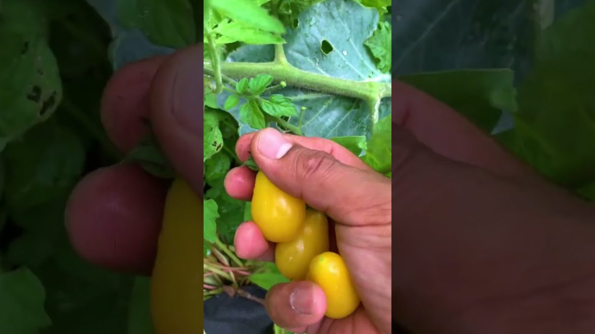 All kinds of tomatoes in a backyard garden