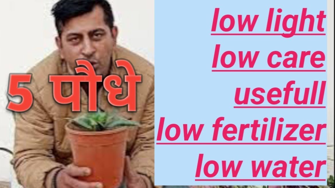 5 best low care plant for home garden #gardeningpointds #gardentip #lowmaintenanceplants #tips 5 best low care plant for home garden #gardeningpointds #gardentip #lowmaintenanceplants #tips