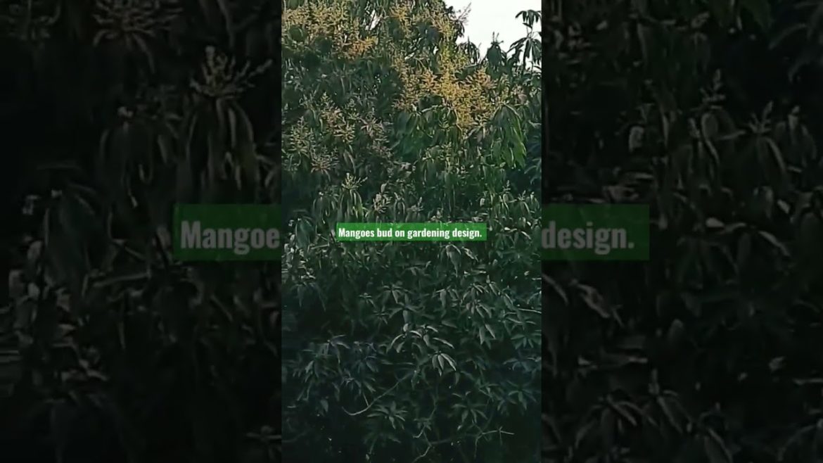Mangoes bud in garden design.How to covered by bud ? #viralvideo #viral #gardening #design #flowers