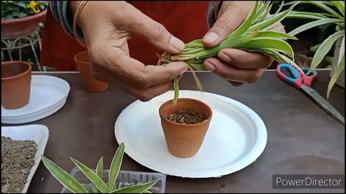 Grow Spider plant in Kullarh (कुल्लढ़) ( Indian earthen tea cup)