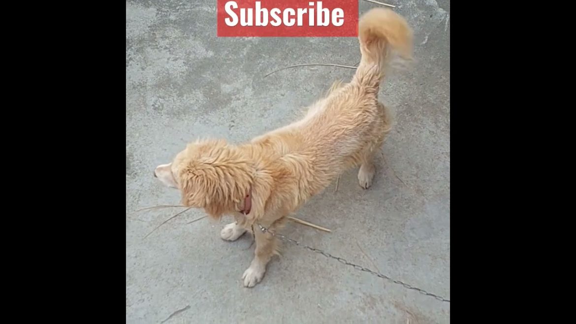 Golden retrieve Folly Active dog #shorts #goldenretriever #viral #tranding#dog#dogs #funny#subscribe