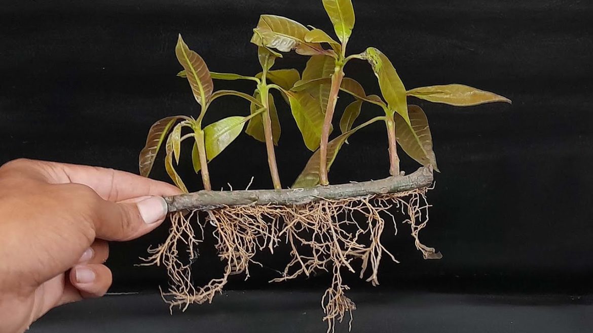 How to grow Mango tree from cutting in easy way (100% success)