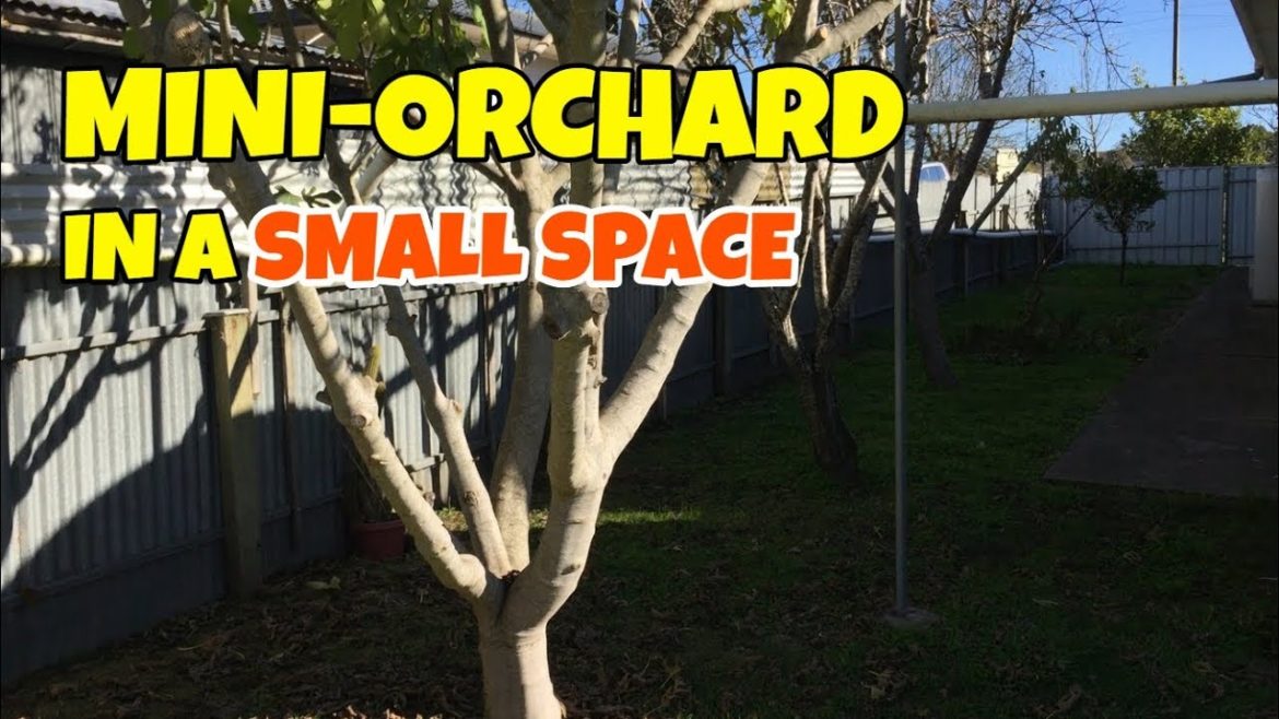 We Have a New Garden (and house) | Container Garden Update We Have a New Garden (and house) | Container Garden Update