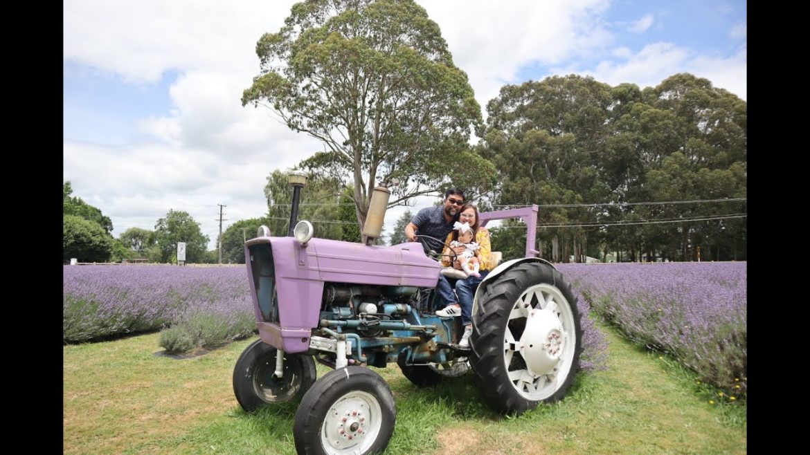 Drive from Northshore Auckland to Newstead (Lavender Backyard Garden)