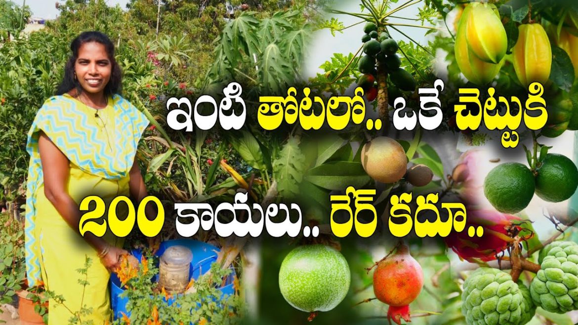 మిద్దెపై పండ్ల చెట్లు.. కొమ్మ కొమ్మకీ కాయలు | Fruits on Terrace Garden | Sukhanya