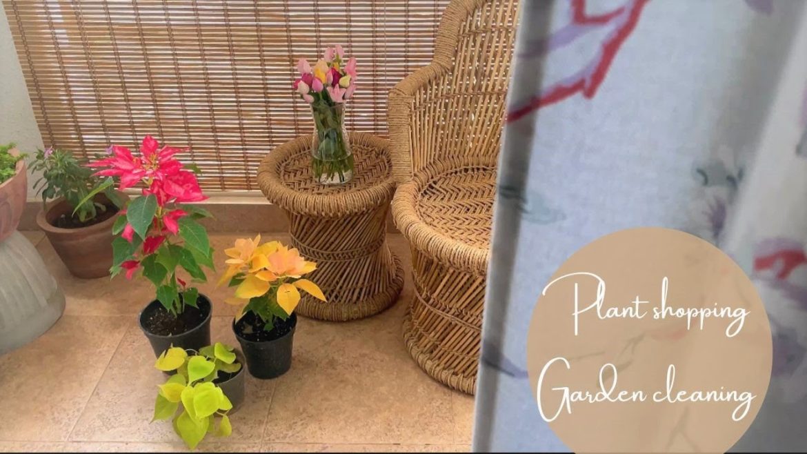 Simple Plant Care Tips | New Plants #gardening #balconygarden #indoorplants #poinsettia Simple Plant Care Tips | New Plants #gardening #balconygarden #indoorplants #poinsettia