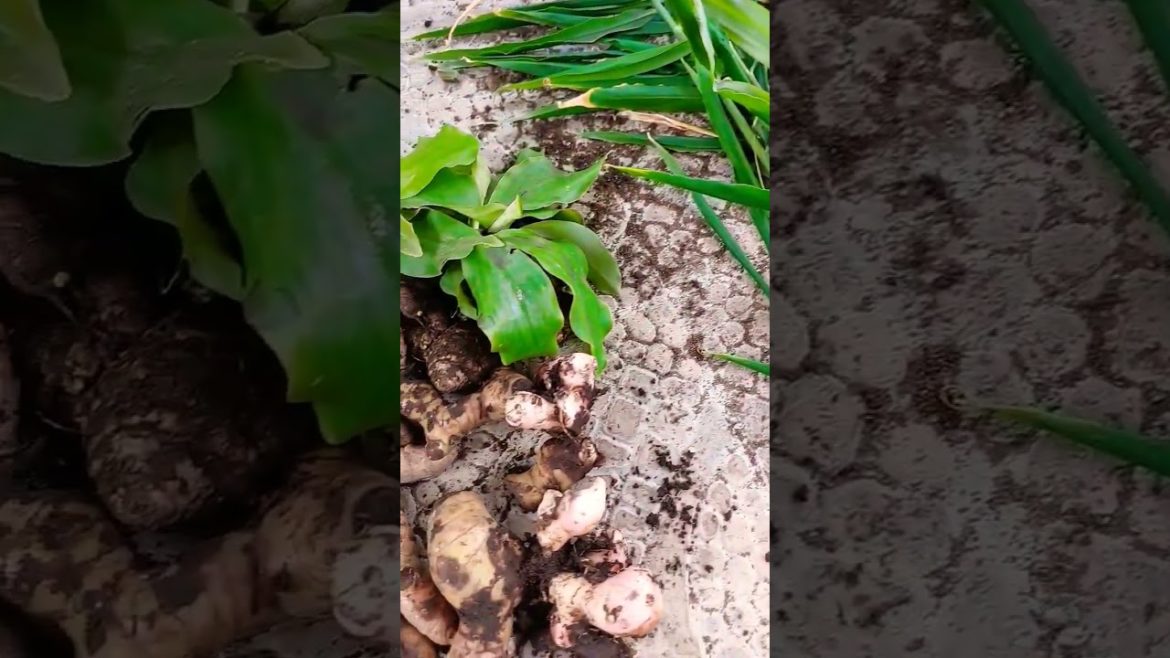 PANEN KUNYIT JAHE LENGKUAS SIAP2 AYAM BAKAR UENAK TENAN REK